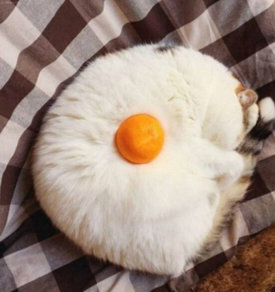 파일:계란.jpg