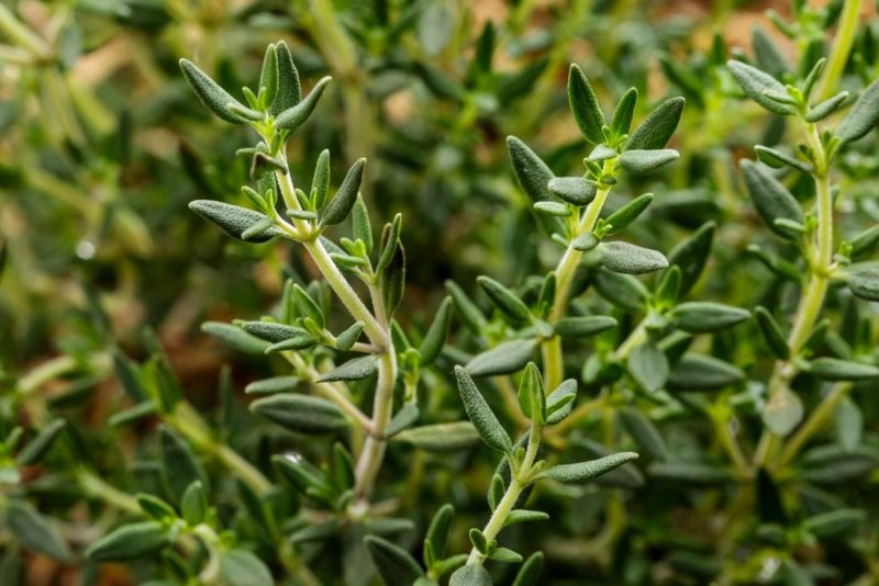 파일:Thyme.jpg