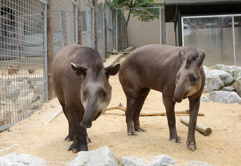 파일:MC.TAPIR.png
