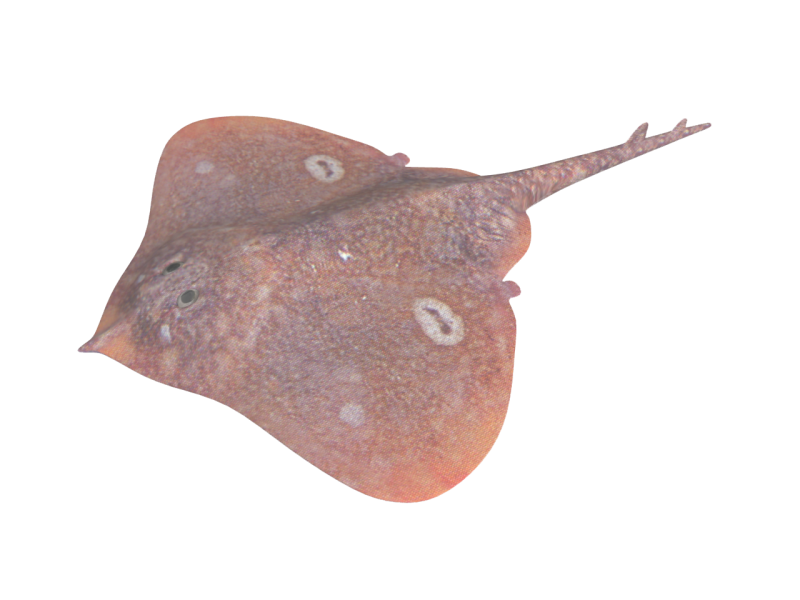 파일:네다홍.png