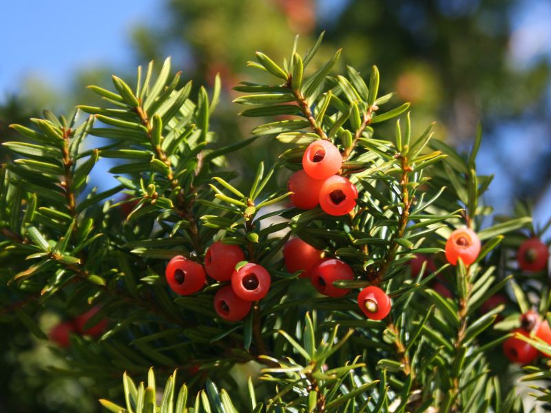 파일:Taxus cuspidata fruits.JPG