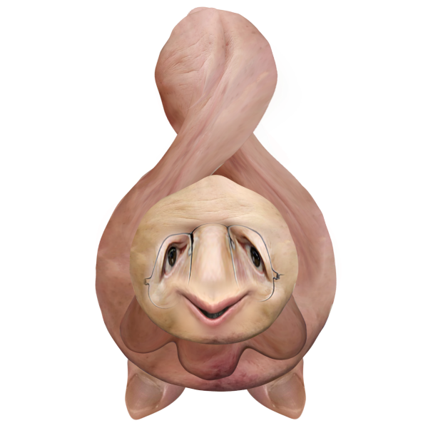파일:꼬문울.png