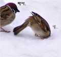 2026년 1월 5일 (월) 19:12 판의 섬네일